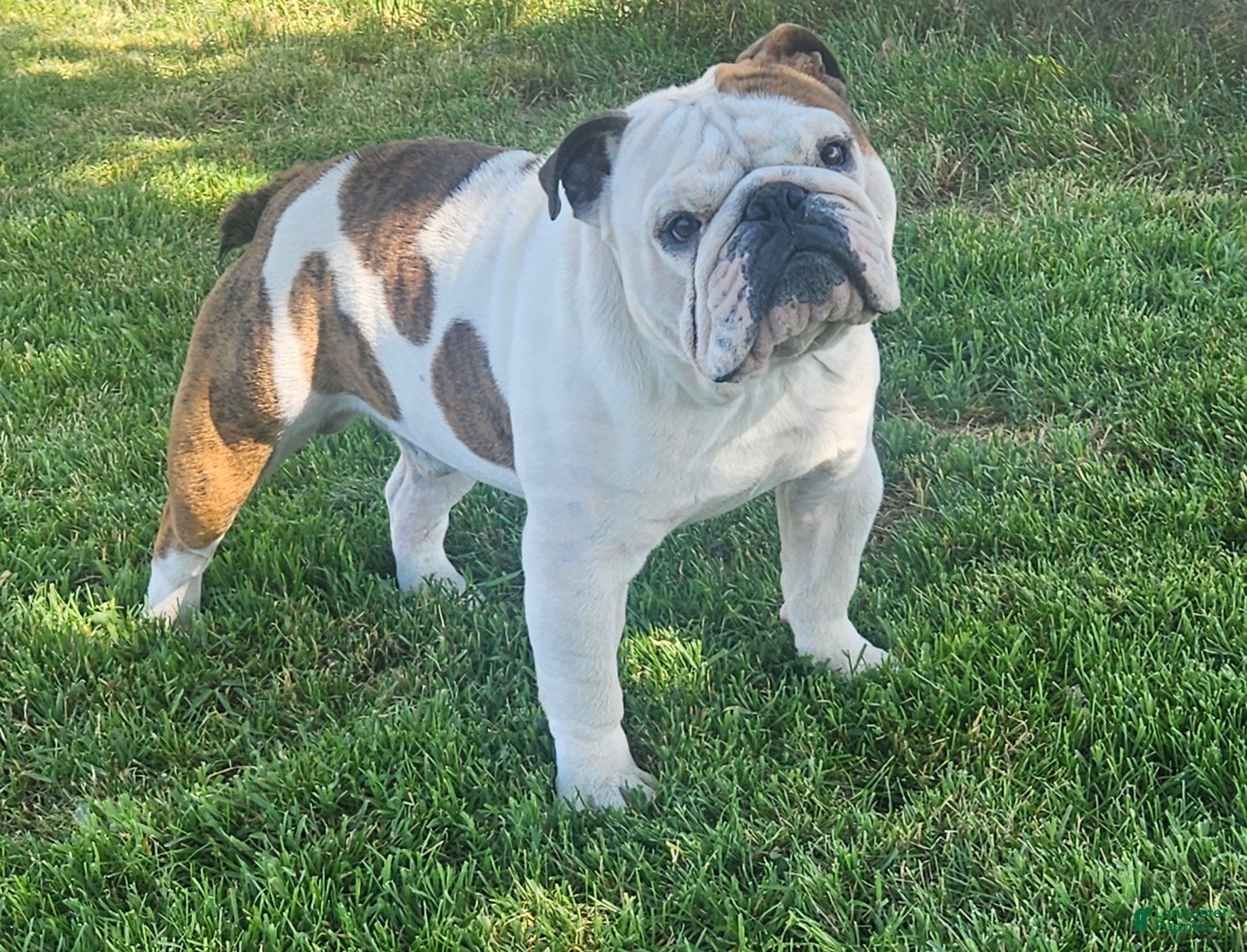 Enzo