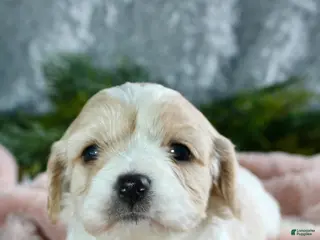 Cavachon dogs Cavachon Puppy 6 - Ad 1