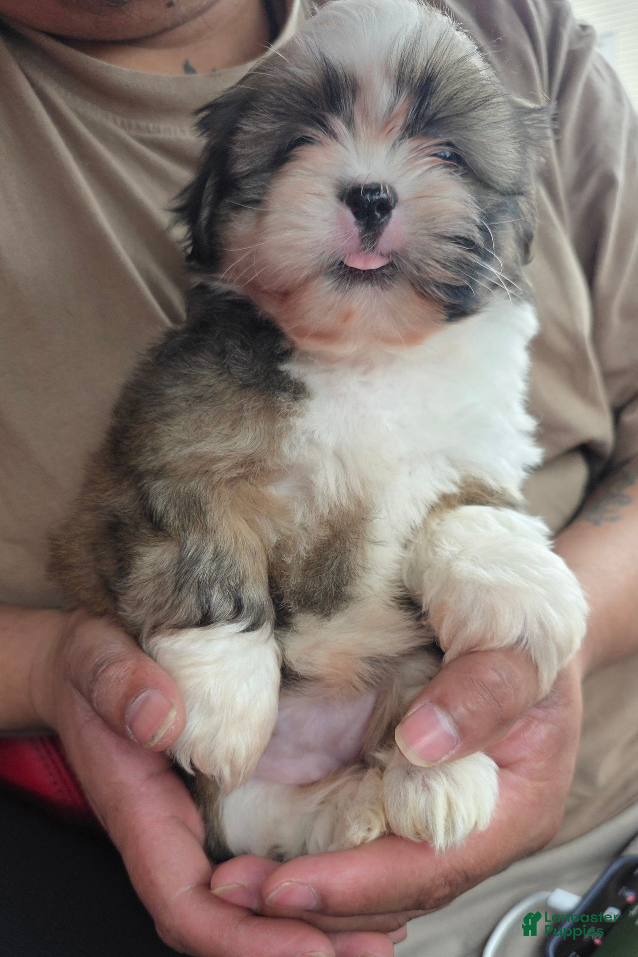 Shih Tzu dogs Shih Tzu Puppy lina - Ad 1