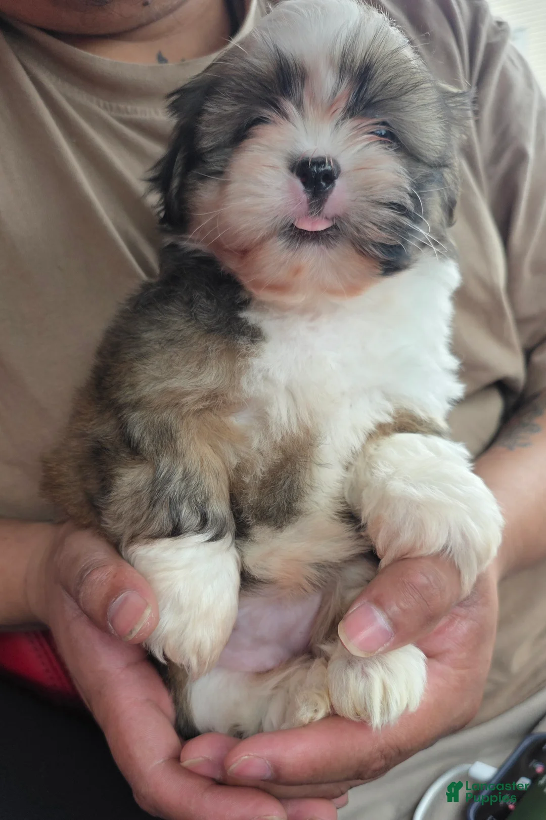 Shih Tzu dogs for sale: Shih Tzu Puppy lina - Ad 1