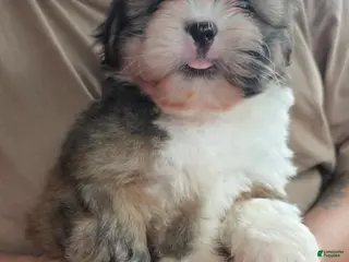 Shih Tzu dogs Shih Tzu Puppy lina - Ad 1