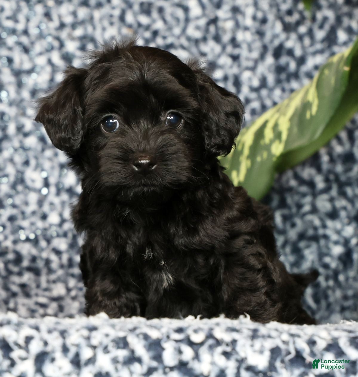 Havapoo dogs Tyler - Ad 1