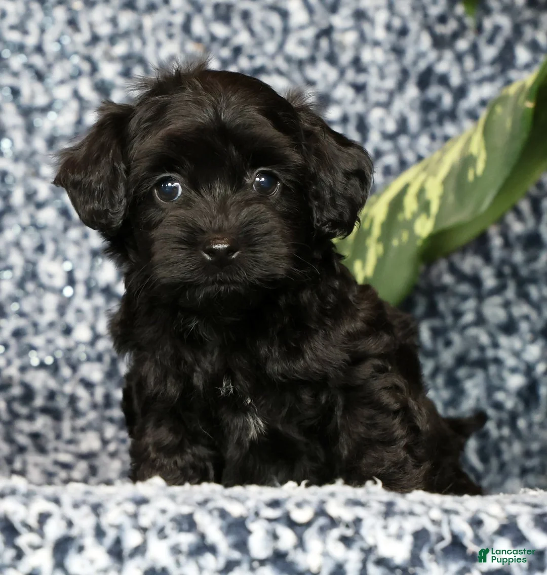 Havapoo dogs for sale: Tommy - Ad 1