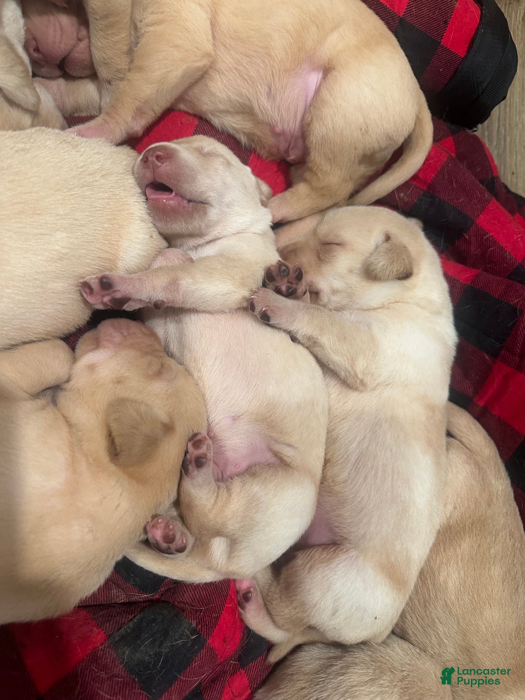 Labrador Retriever dogs for sale: Labrador Retriever Puppy 2 - Ad 4