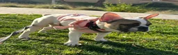 French Bulldog dogs for sale: French Bulldog 2 - Ad 2