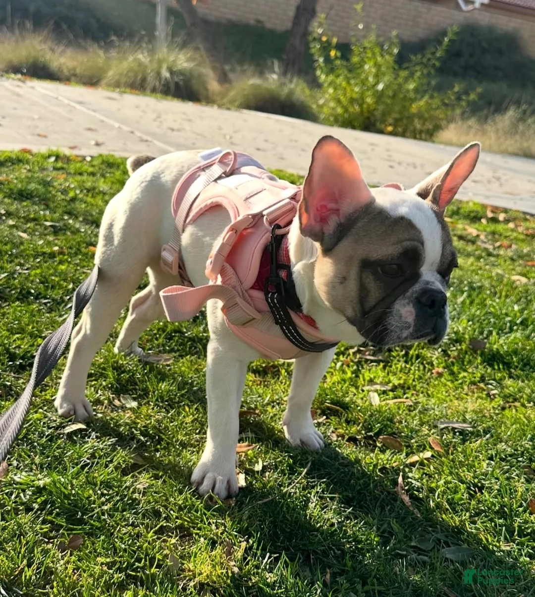 French Bulldog dogs for sale: French Bulldog 2 - Ad 2