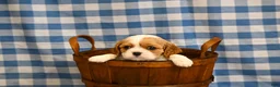 Cavalier King Charles Spaniel dogs for sale: Alvin - Ad 5