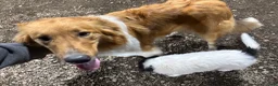 Scotch Collie dogs for sale: Scotch Collie Puppy 2 - Ad 2