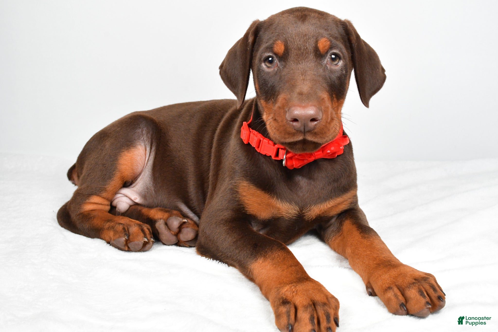 Doberman Pinscher dogs Loran - Ad 1