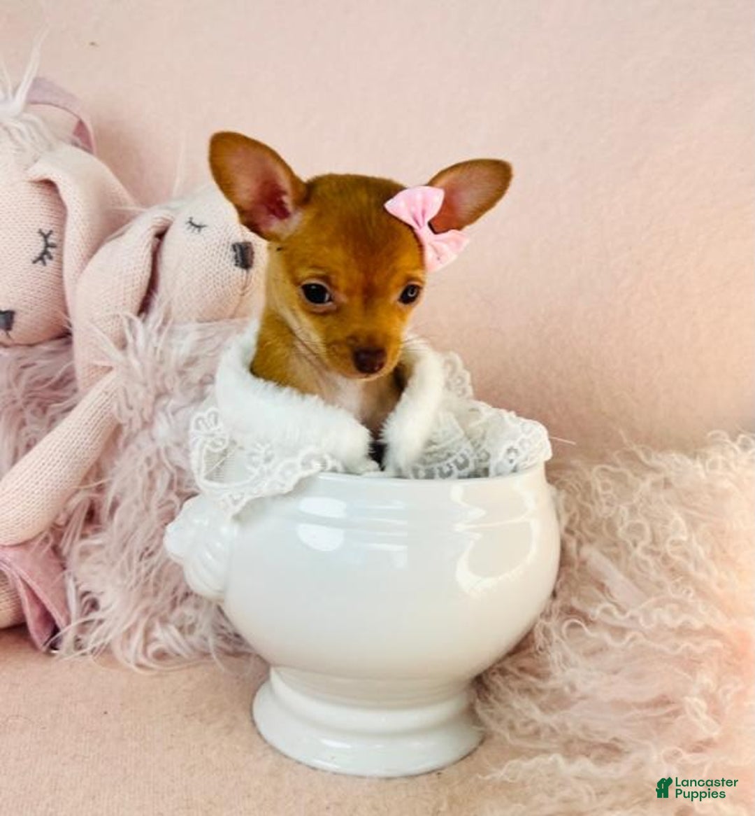 Chihuahua dogs for sale: Chihuahua Puppy 1 - Ad 1