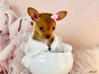 Chihuahua dogs Chihuahua Puppy 1 - Ad 2