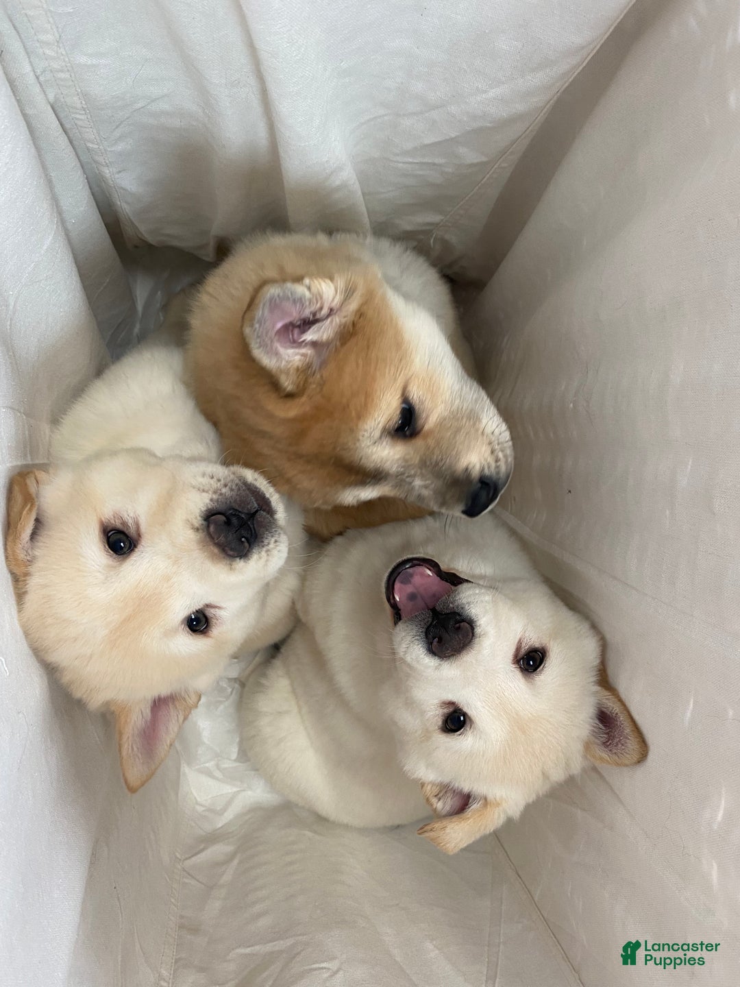 Mixed Breed dogs for sale: Chowsky - Ad 3