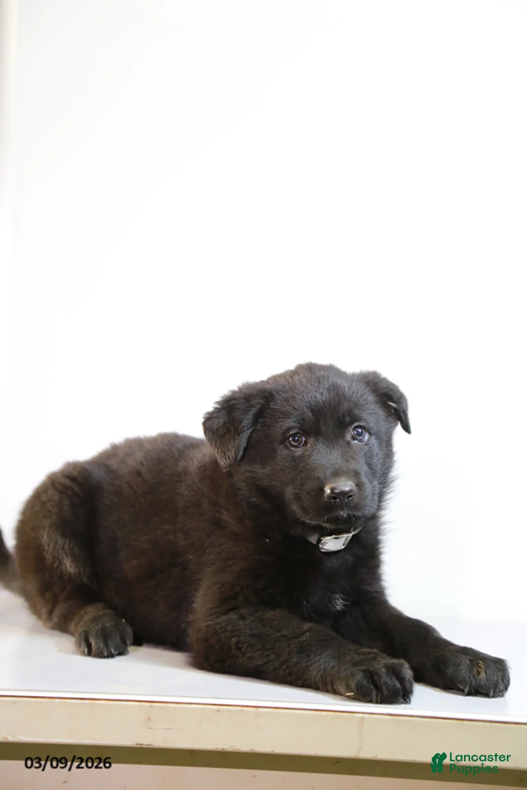 German Shepherd dogs for sale: Miranda - Ad 1