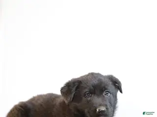 German Shepherd dogs for sale: Miranda - Ad 3