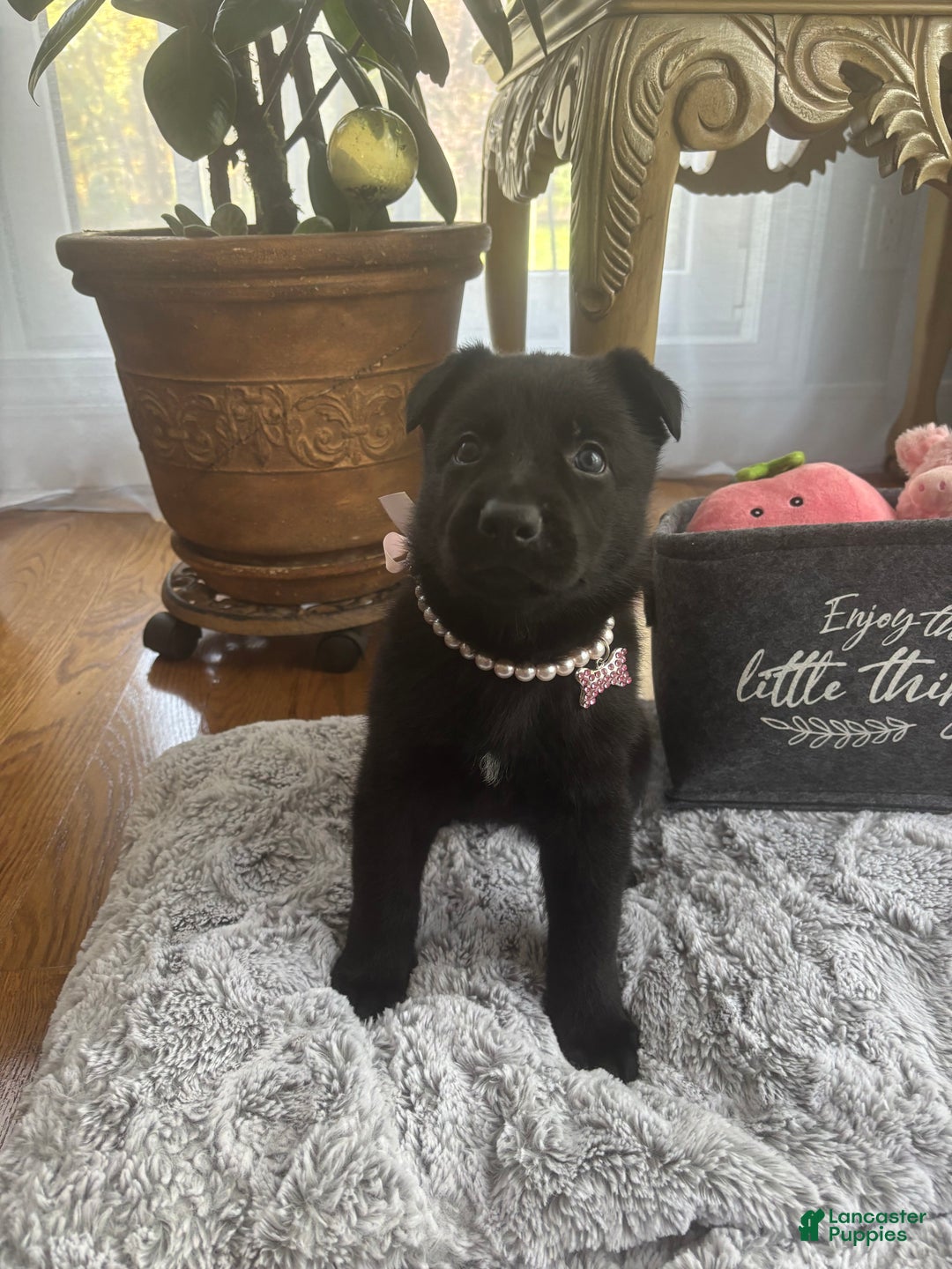 German Shepherd dogs for sale: Pink - Ad 3