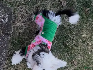 Chinese Crested dogs Chinese Crested Puppy - Ad 12