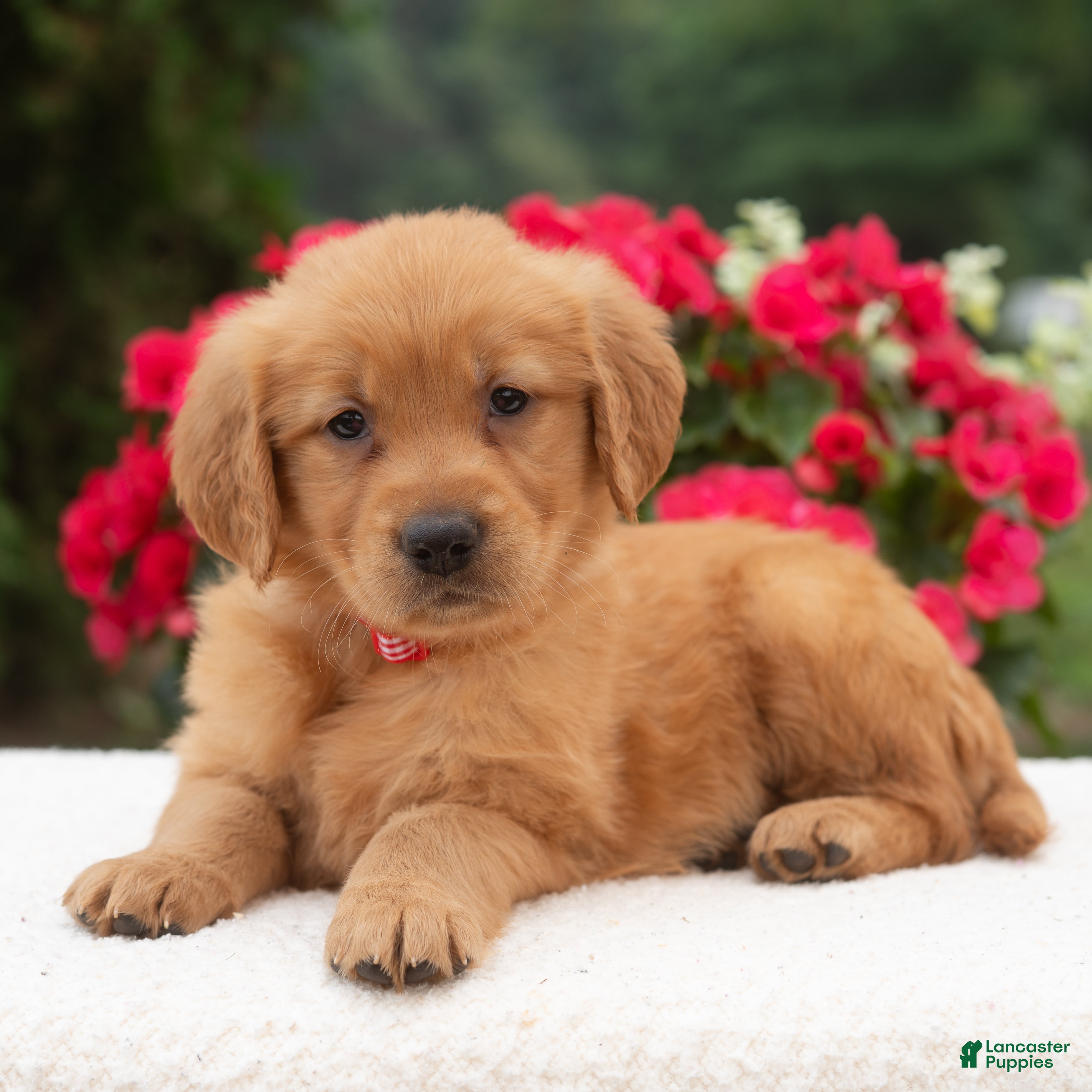 Golden Retriever dogs Kari  - Ad 1