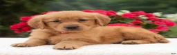 Golden Retriever dogs for sale: Kari  - Ad 1