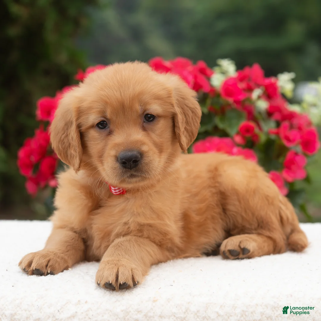 Golden Retriever dogs for sale: Kari  - Ad 1