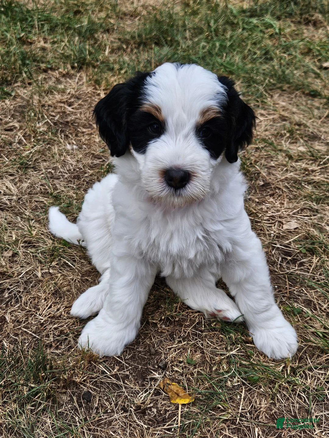 Mini Bernedoodle dogs for sale: Mini Bernedoodle 1 - Ad 1