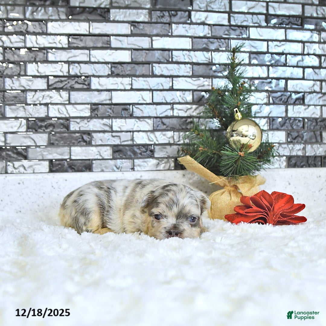 French Bulldog dogs for sale: Lacy - Ad 2