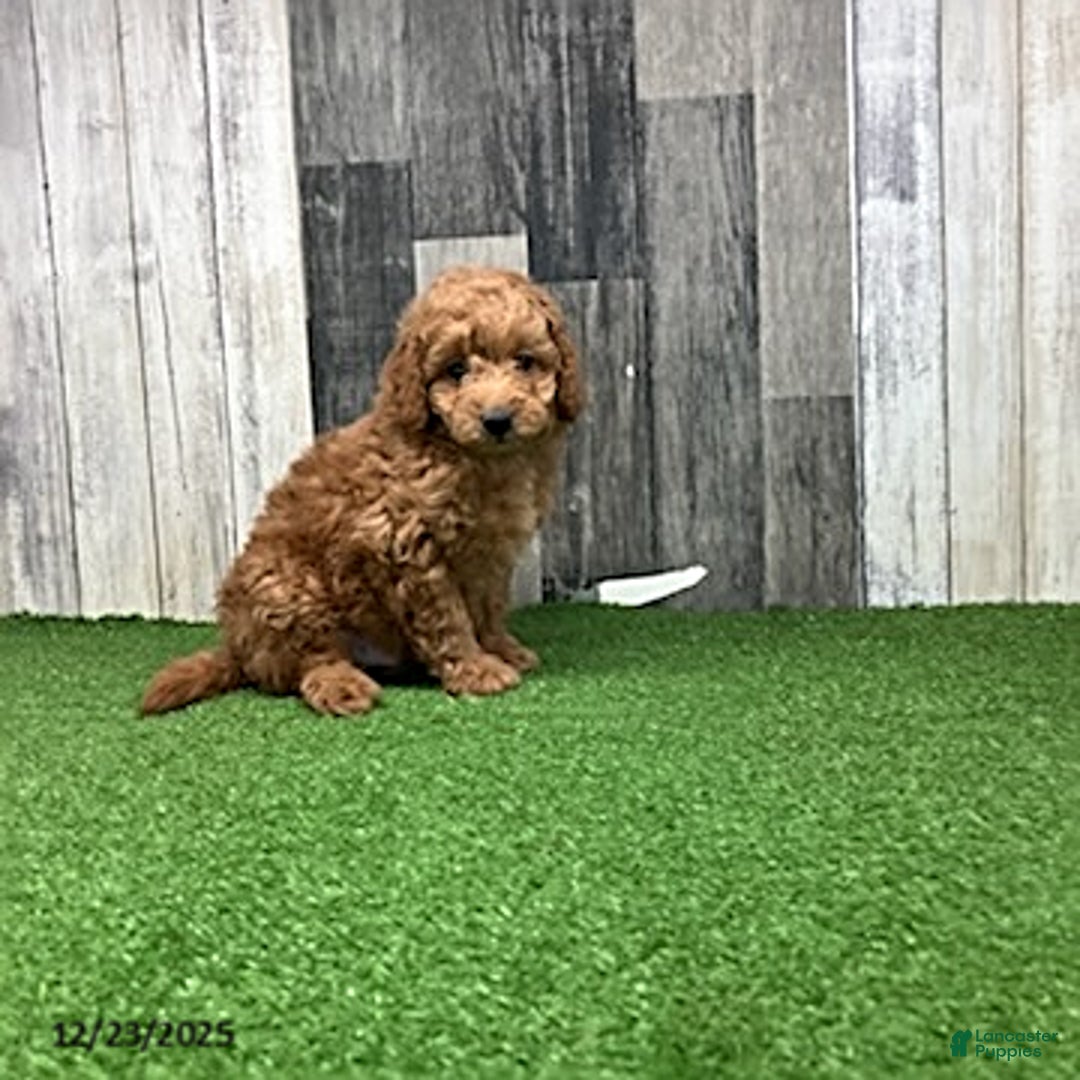 Mini Goldendoodle dogs for sale: Kennith - Ad 4