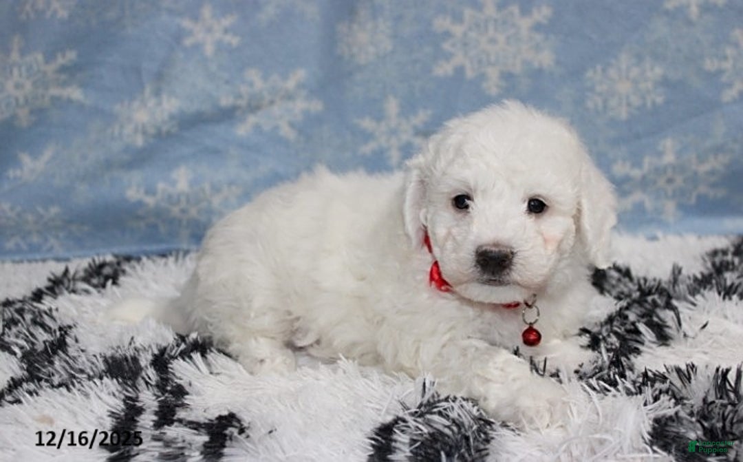 Bichon Frise dogs for sale: River - Ad 1