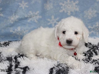 Bichon Frise dogs River - Ad 1