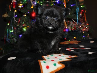 Pomapoo dogs Poppy - Ad 28