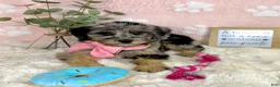 Mini Bernedoodle dogs for sale: Bella - Ad 3