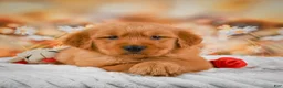 Golden Retriever dogs for sale: Cash - Ad 7