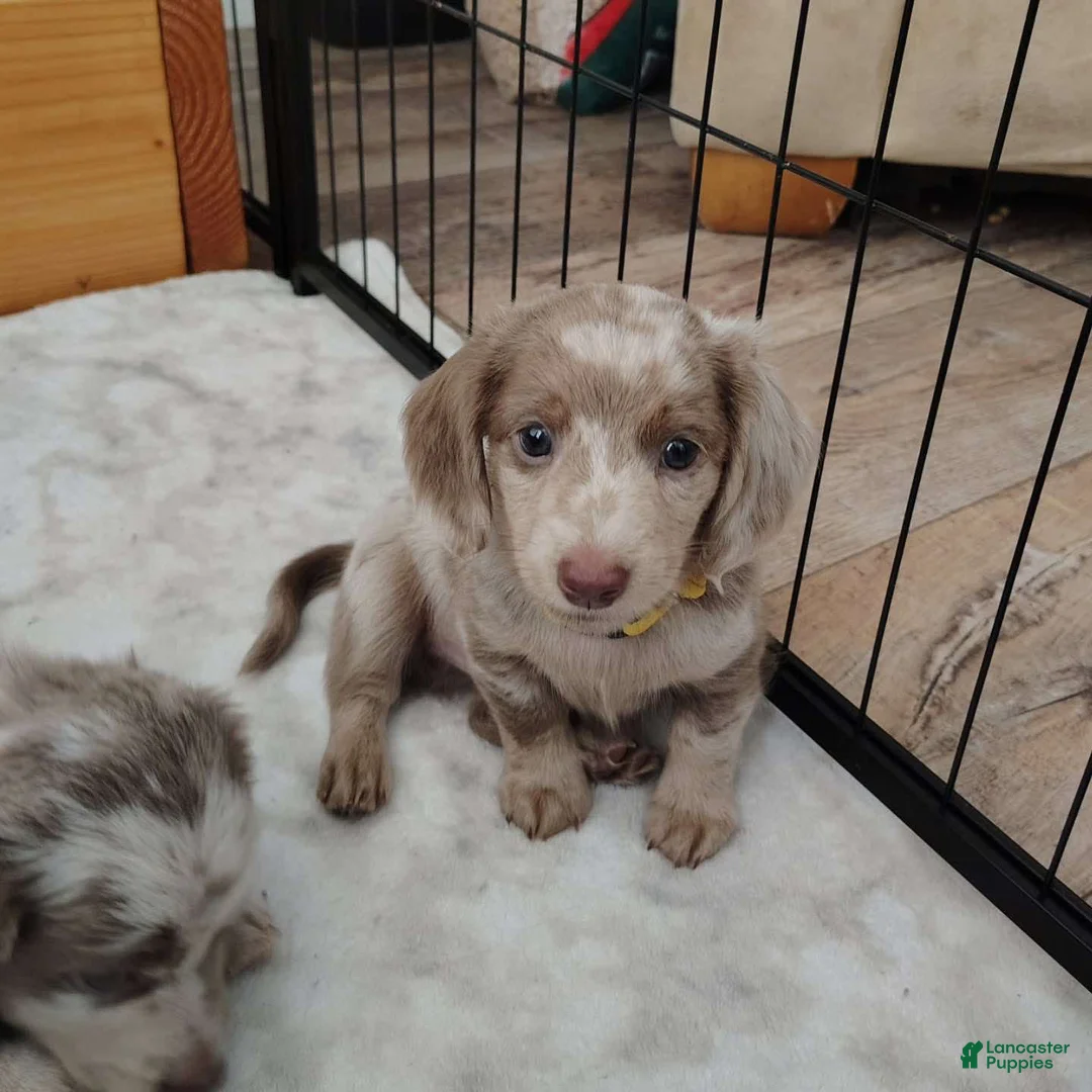 Miniature Dachshund dogs for sale: Miniature Dachshund Puppy 3 - Ad 2