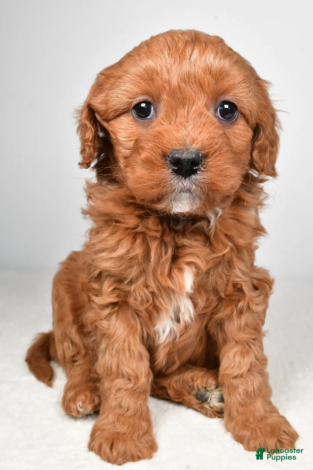 Mini Goldendoodle dogs for sale: Bella - Ad 2