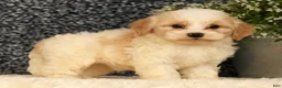 Havapoo dogs for sale: Sawyer - Ad 2