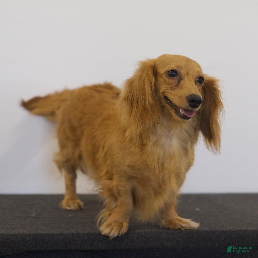 Miniature Dachshund dogs for sale: Leah - Ad 6