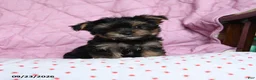 Yorkshire Terrier dogs for sale: Ginger - Ad 4