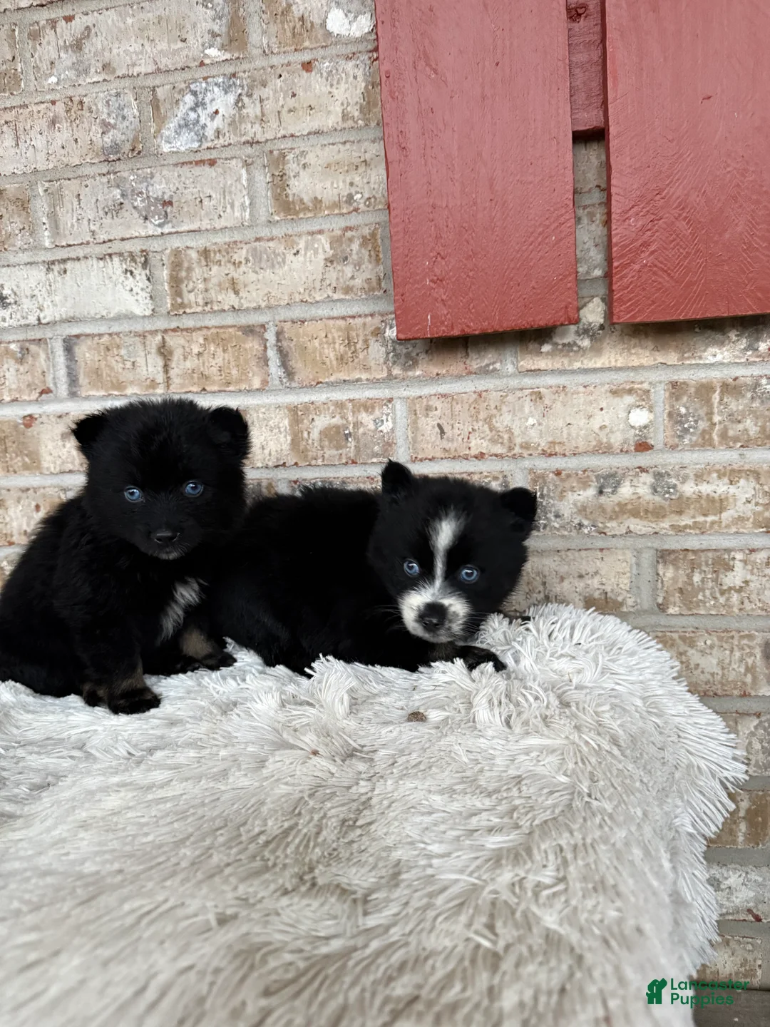 Pomsky dogs for sale: Polly - Ad 6