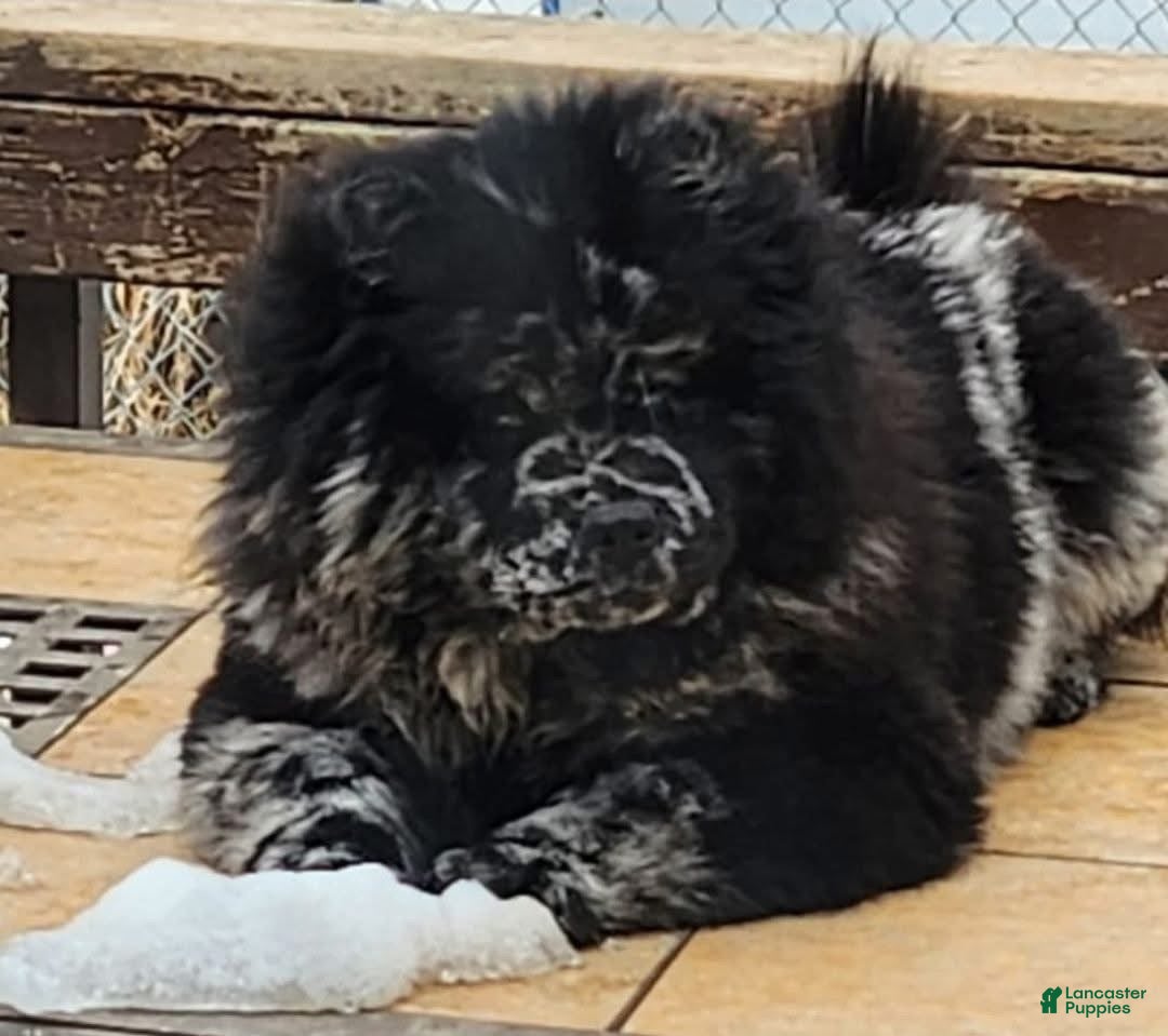 Chow Chow dogs Cupcake - Ad 2