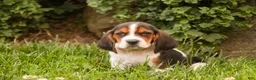 Basset Hound dogs for sale: Murphy - Ad 8