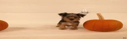 Yorkshire Terrier dogs for sale: Toby - Ad 7