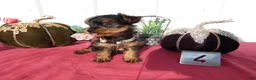Yorkshire Terrier dogs for sale: Yorkshire Terrier 4 Thompson - Ad 3