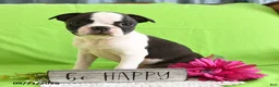 Boston Terrier dogs for sale: Derrik - Ad 3