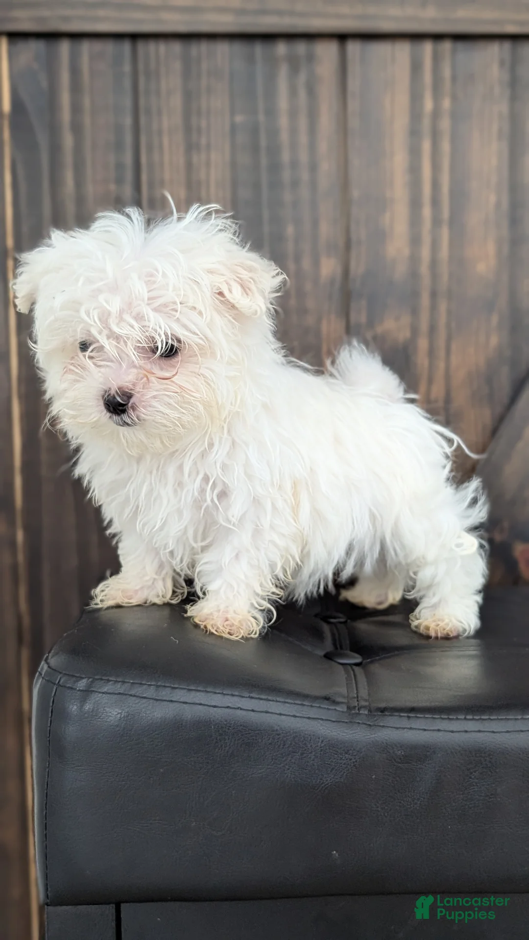 Maltese dogs for sale: Baxter  - Ad 6