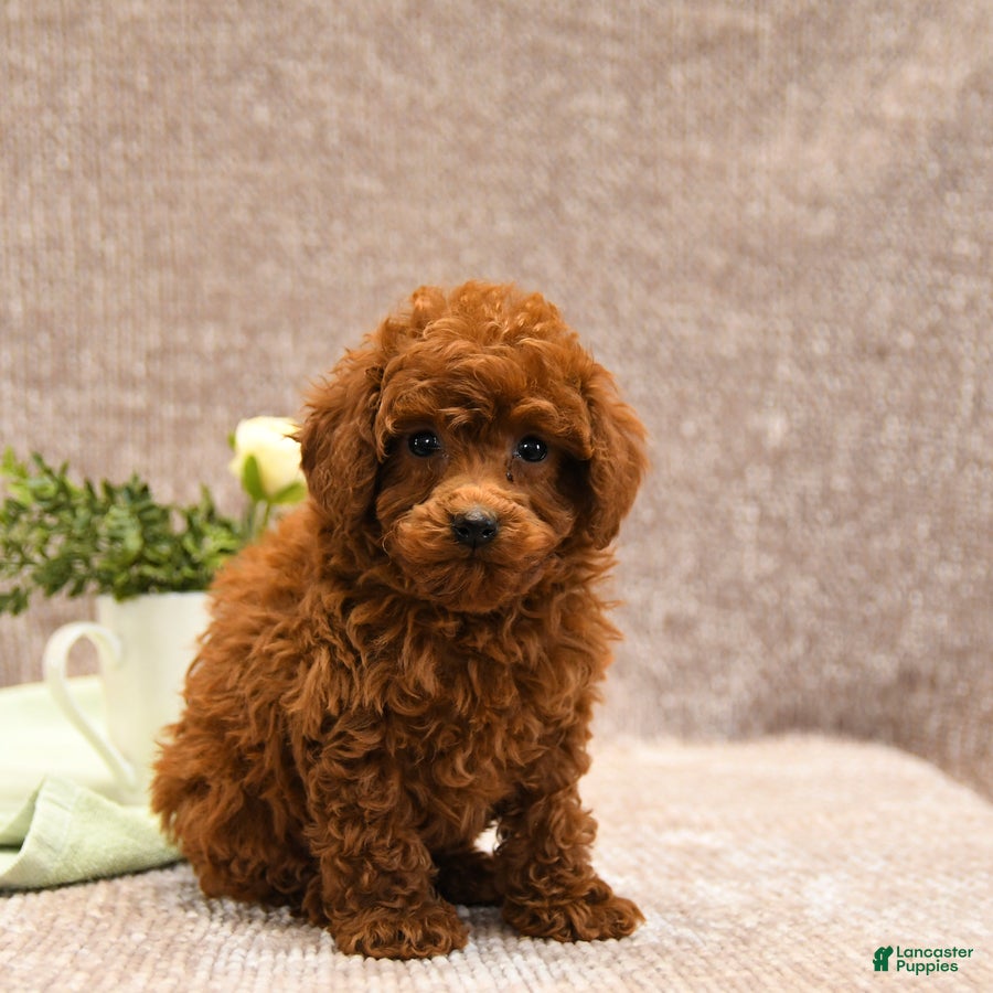 Toy Poodle dogs Lucky - Ad 8