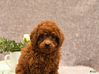 Toy Poodle dogs Lucky - Ad 19