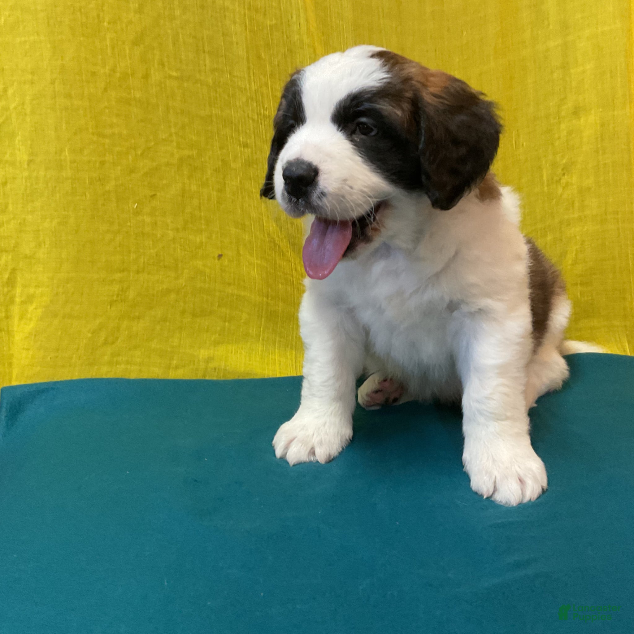 Saint Bernard dogs Saint Bernard Puppy 7 - Ad 1