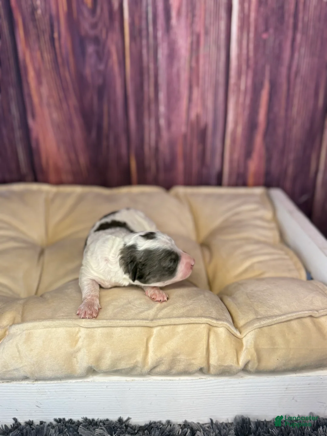 Maltipoo dogs for sale: Sean - Ad 3