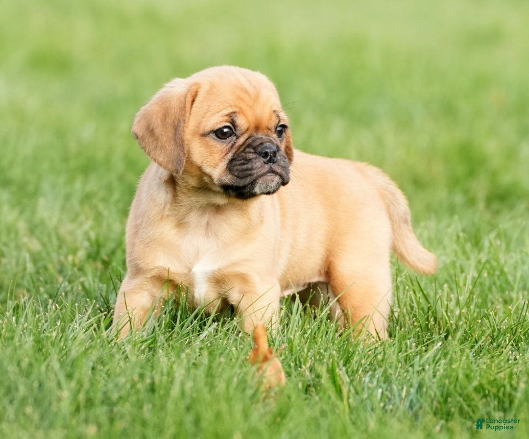 Puggle dogs for sale: Ripley - Ad 5