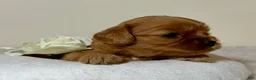 Cavapoo dogs for sale: Bubbles Cavapoo  - Ad 5