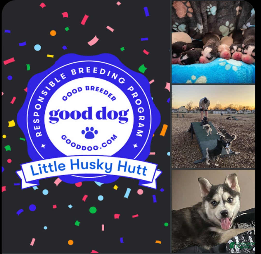 Pomsky dogs for sale: Snow White  - Ad 5